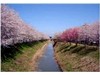八間堀川の桜並木