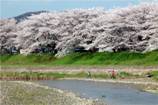永野川　宮の桜