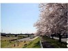 桜咲き誇る秋山川