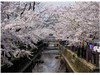 桜の季節の八瀬川