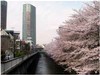 高層ビルと神田川の桜