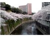 椿山荘と神田川の桜