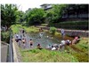 市街地を流れる清流・落合川