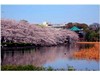春の不忍池（しのばずのいけ）と桜