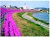 芝桜の季節　五十嵐川