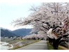 桜の季節の庄川