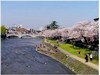 桜の季節の浅野川