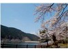 桜の名所阿木川ダム
