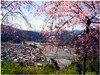 桜の季節大井川と水辺に寄り添う町のくらし