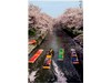 五条川の桜とのんぼり洗い