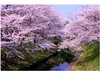 鹿化川の桜