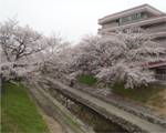 高田川の桜