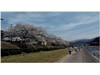 桜裏スポット　三徳川 