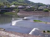 吉野川、川面に映える大鷺