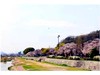 桜の季節の瀬野川