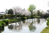 重信川の伏流水が湧き出す泉-ひょこたん池公園ｰ