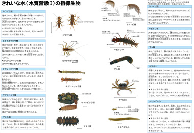 川の生き物と水質 川を楽しむ カワナビ