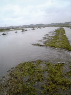 綾瀬川の越水状況（埼玉県岩槻市）