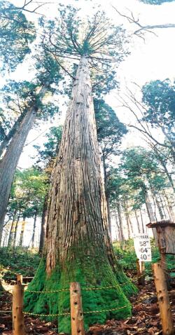 日本一高い杉（きみまち杉）