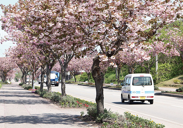 函館 大沼 噴火湾ルート 日本風景街道