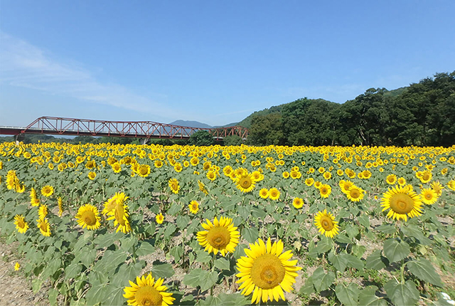 The Hijikawa surrounded by Rape Flowers” and numerous other lively events are held