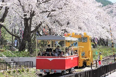 明治百年通りお花見観光トロッコ運行