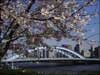 桜の永代橋